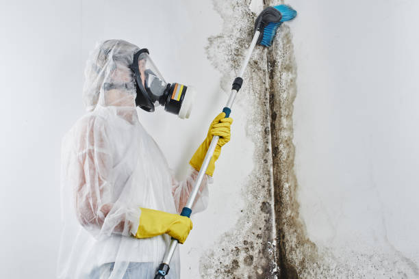 Best Residential Mold Removal  in Algona, WA