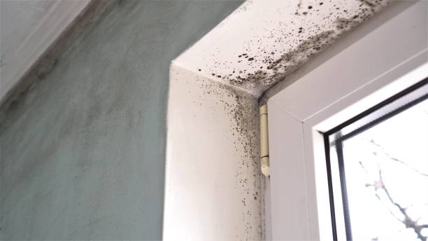 Best Attic Mold Removal  in Algona, WA