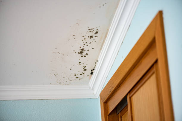 Best Commercial Mold Removal  in Algona, WA