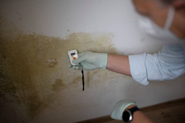 Best Black Mold Removal  in Algona, WA
