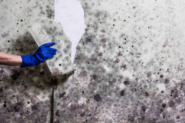 Algona, WA Mold Removal Company